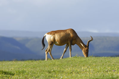 Giraffe standing on field against sky