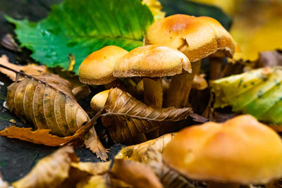 Close-up of mushrooms growing on plant