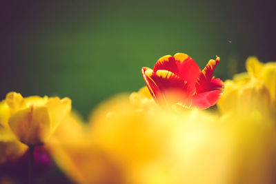 Close-up of yellow flower