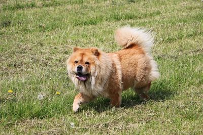 Portrait of dog running on grass