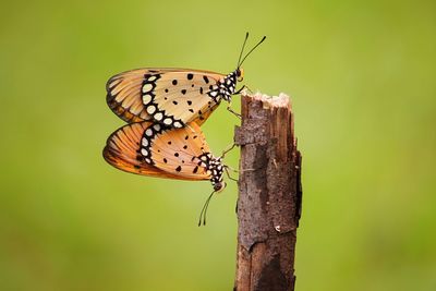 Close-up of butterfly on flower