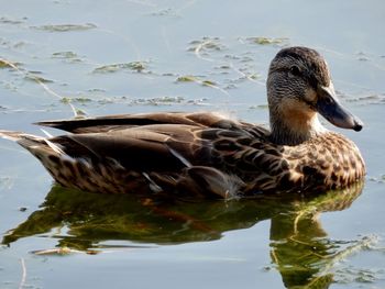 Duck swimming in lake
