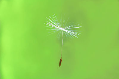 Close-up of dandelion on green leaf