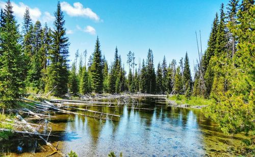 Reflection of trees in lake