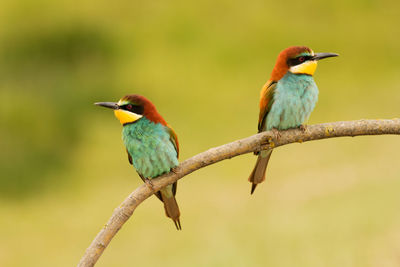 Close-up of birds perching on branch