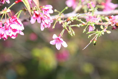 Close-up of pink cherry blossoms