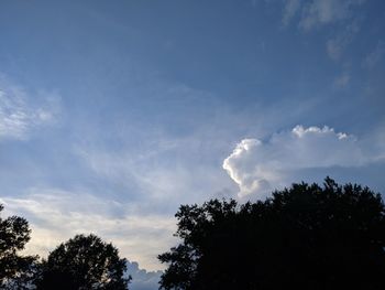 Low angle view of trees against blue sky