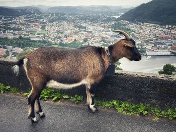 Goats on field