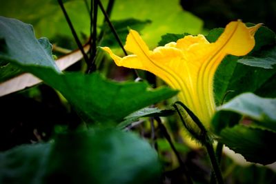 Close-up of yellow flowering plant