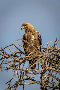 Tawny eagle