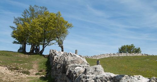 Trees on landscape against sky