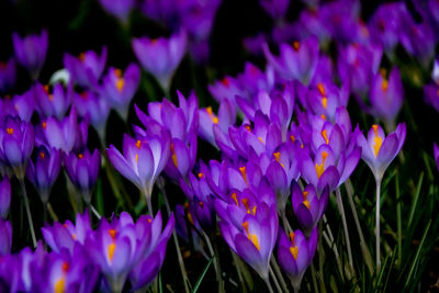 Close-up of purple crocus flowers on field