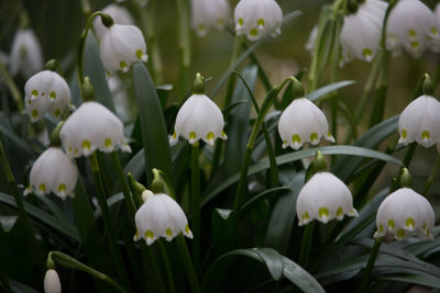 Close-up of white flowering plants in field