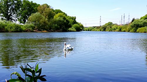 Bird in lake against sky