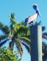 Low angle view of heron perching on palm tree against clear sky