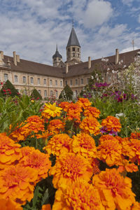 Flowers growing on building against sky