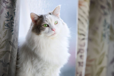 Close-up portrait of cat