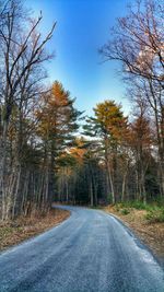 Empty road along bare trees