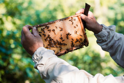 Beekeeper working in apiary, drawing out the honeycomb with bees and honey on it from a hive