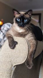 Portrait of cat sitting on sofa at home