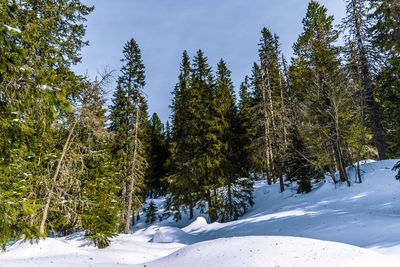 Pine trees in forest during winter