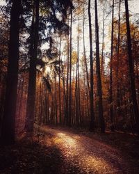 Trees in forest