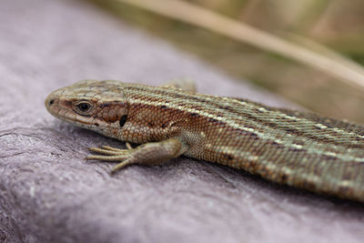 Close-up of a lizard sun bathing