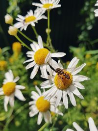 Close-up of butterfly pollinating on flower