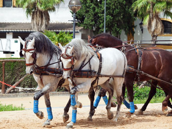 Horses drawing cart