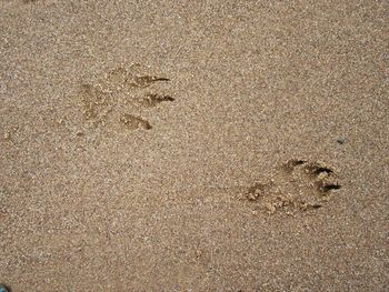 High angle view of footprints on sand at beach