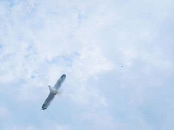 Low angle view of bird flying in sky