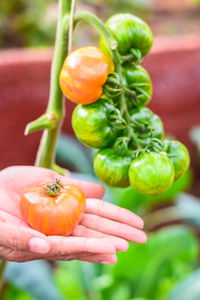 Cropped hands of person holding tomatoes at vegetable garden