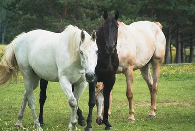 Horse grazing on field