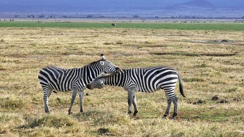 Side view of zebras standing on grassy field