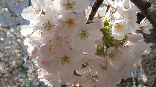 Close-up of fresh flower tree