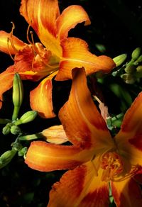 Close-up of yellow flower