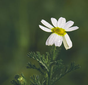 Close-up of white flowering plant