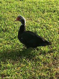 Side view of a bird on field