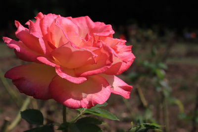 Close-up of pink rose