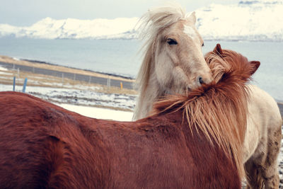 Close up horses hugging on snowy pasture concept photo