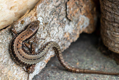 Close-up of lizard on rock