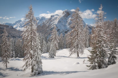 Snow covered trees on mountain against sky