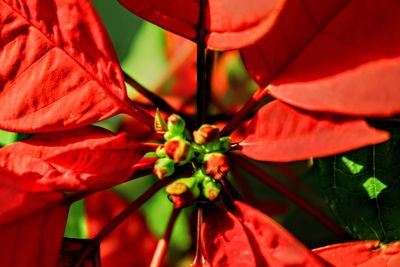Close-up of red flowering plant