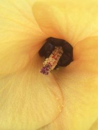 Macro shot of yellow flower