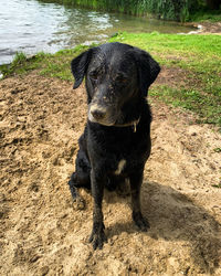 Portrait of black dog on sand