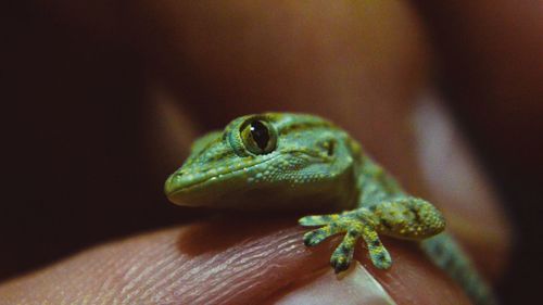 Close-up of hand holding green lizard