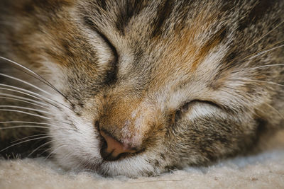 Close-up of cat sleeping