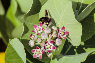 Close-up of insect on pink flower