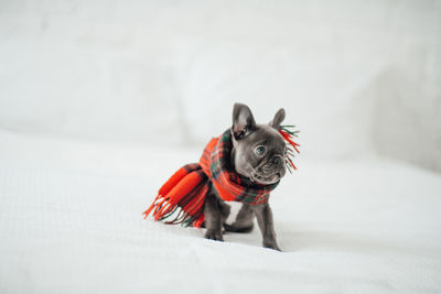 Dog standing on snow