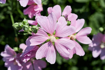 Close-up of pink flowering plant